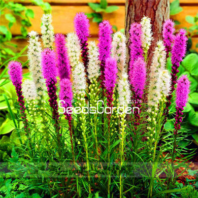 Big Promotion! 100 Pcs/Lot Gayfeather (Liatris Spicata) seeds Bonsai Plant flower seeds for home garden