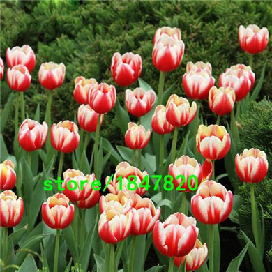 Hot Sale Rare Bonsai Purple White Edge Tulip Seeds Tulip Flower Seeds Perennial Home Garden Potted Plants 100 Particles / lot