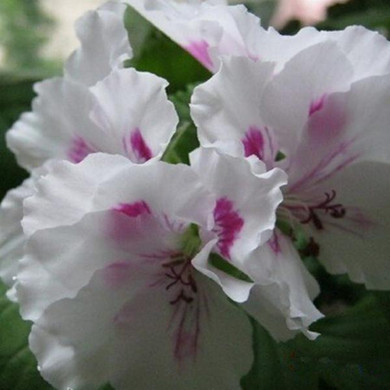 hot sale Purple Univalve Geranium Seeds Perennial Flower Seeds Pelargonium Peltatum Seeds for Indoor Rooms 50seeds/pack