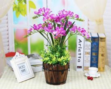 Color Mixing Freesia Hybrida Bulbs Potted Flowers Potted Plant Roots (It Is Not Seed) - Bulbs,Indoor Plant,Natural Growth 2pcs