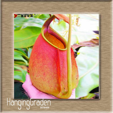 New Fresh Seeds 11 Various Nepenthes Seeds Balcony Potted Bonsai Plants Seeds Bonsai Carnivorous Plants Seeds 50 Pcs/Bag,#W3OZJW