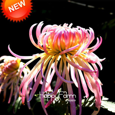 New Fresh Seeds 100 pcs/pack Rare Fireworks Orange Yellow Chrysanthemum Seeds Morifolium Seeds DIY Gardening Flower Plant,#4Y6H4