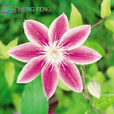 Hot Selling 50pcs/lot Mix Beautiful Clematis Seeds Bonsai Flower Seeds Diy Home Garden Easy Grow Jardin Plant Free Shipping