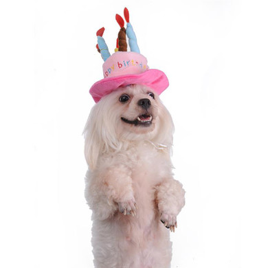 Dog Birthday Hat With Cake & Candles Design Pets Puppy Cap Cute Party Costume Accessories Headwear