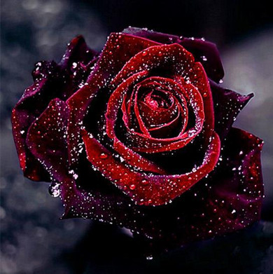 % 5D Diamond embroidery rose flower diamond cross stitch Needlework crystal sets unfinished decorative diy diamond painting