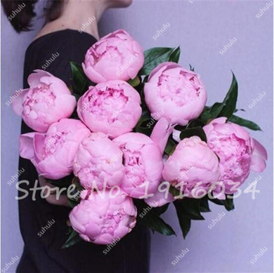 Hot Sale 20 Pcs Peony Flower Seeds Garden Seeds And Potted Plants Paeonia Suffruticosa Tree, Peony Root Seeds for Home Garden