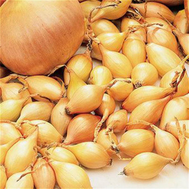 Hot Sale 200pcs Giant Onion Seeds Organic Vegetables Seed Diy Plant For Garden Bonsai Heirloom Tomato Garlic * Shallot Sementes
