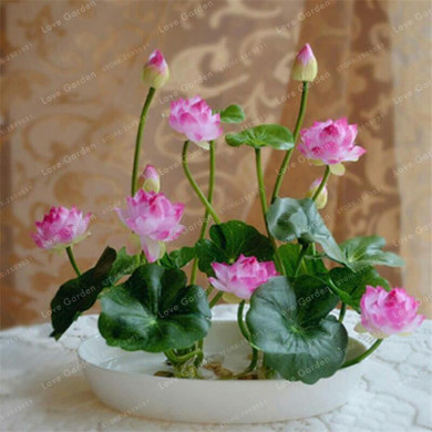 Hot Sale 10 Pcs/Pack Bowl lotus Seed Hydroponic Plants Aquatic Plants Flower Seeds Pot Lotus Water Lily Seeds Bonsai Garden
