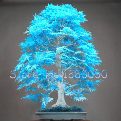 US Maple seed 50PCS rare powder blue mini bonsai seeds bonsai tree seeds Maple Seeds home garden plants