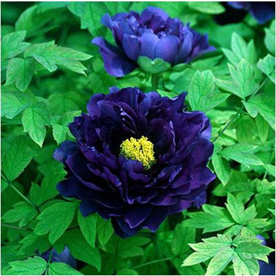 Hot Elegant Peony Flower Seeds Garden Seeds And Potted Plants Red Peony Seeds Easy to grow 12 PCS