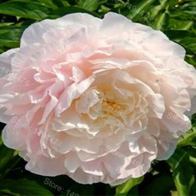 Hot Sale! 10pcs/bag mixed color peony seeds flower seeds High Quality Peony Flower Seeds bonsai plant for home garden