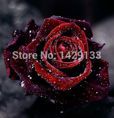 Flowers Seeds 200PCS True Blood Black Rose Rare Beautiful Rose Seed Exotic Plant Home Garden Bonsai Easy Planting Free Shipping