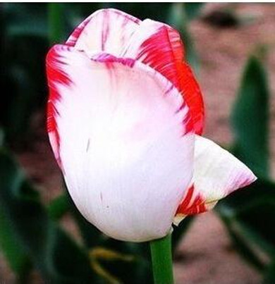 tulip petals tulip seeds potted indoor and outdoor potted plants purify the air 2 seeds