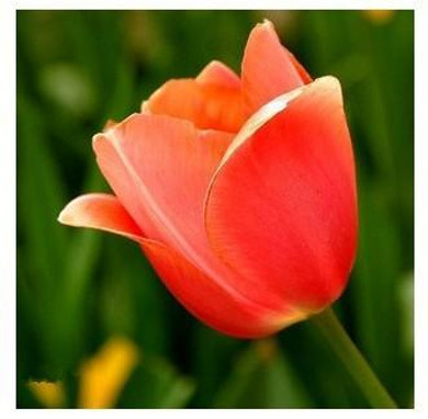 Tulip bonsai, not tulip bulbs, hydroponic bonsai flower tulip seeds - 3 seeds