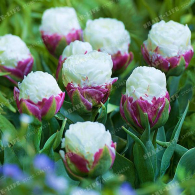 True tulip bulbs (not tulip seeds) bonsai flower bulbs ice cream as beautiful tulips Rizomas Bulbos Aroma potted plant - 2 bulbs