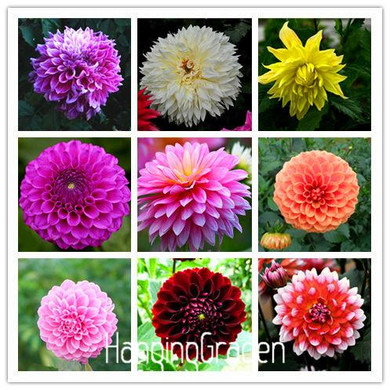 Flower seeds Type ordinally yukako dahlia bulbs seeds bonsai flowers - 100 pcs seeds 24 color mixed,Free shipping!,#84TJ8Q
