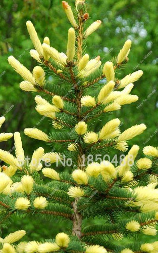 Japanese Pine Tree Seeds Yellow Spruce Tree perennial seeds Bonsai Courtyard Garden Bonsai Plant Pine Tree Seeds 50pcs/Bag