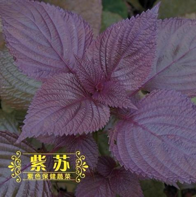 Basil seeds selling organic vegetable 100seed