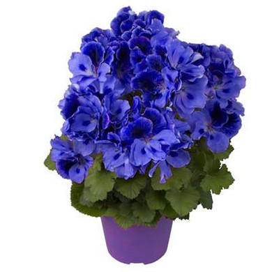 New Arrival 50 Pcs Rare Color Geranium Seeds,Perennial Flowers Garden Bonsai Flower Seeds,Easy Growth Indoor Bonsai Home Garden