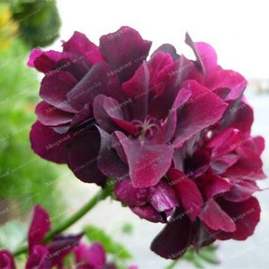 Heat Sell 20 Pcs Rare Geranium Seeds Appleblossom Rosebud Pelargonium Perennial Flower Seeds Hardy Plant Bonsai Potted Plant Heat Sell 20 Pcs Rare Geranium Seeds Appleblossom Rosebud Pelargonium Perennial Flower Seeds Hardy Plant Bonsai Potted Plant