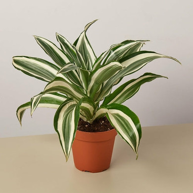 Dracaena Warneckii 'White Jewel'(comes potted with pot pictured)