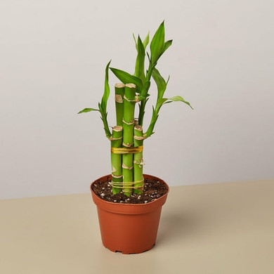Dracaena 'Lucky Bamboo'(comes potted with pot pictured)