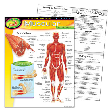 The Human Body–Muscular System Learning Chart