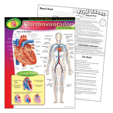 The Human Body–Cardiovascular System Learning Chart