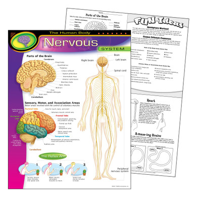 The Human Body–Nervous System Learning Chart