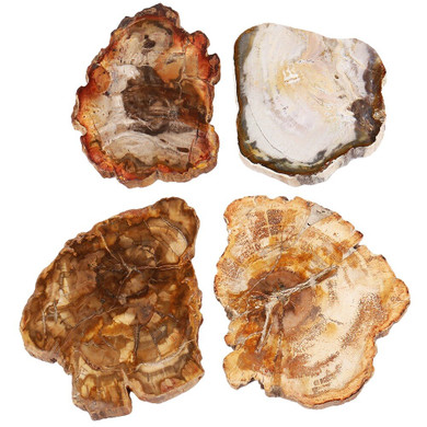 Petrified Wood Slabs Coasters