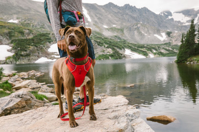 Ruffwear Front Range Harness