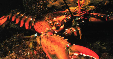 LIVE LOBSTER