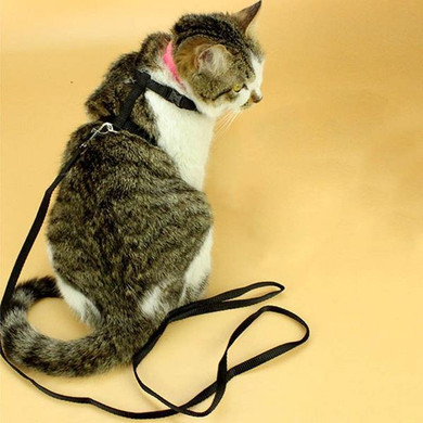 NYLON CAT HARNESS AND LEASH OFFER