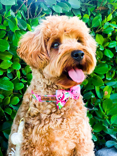 "Petlify Co." Watermelon Dog Bow-Tie Collar