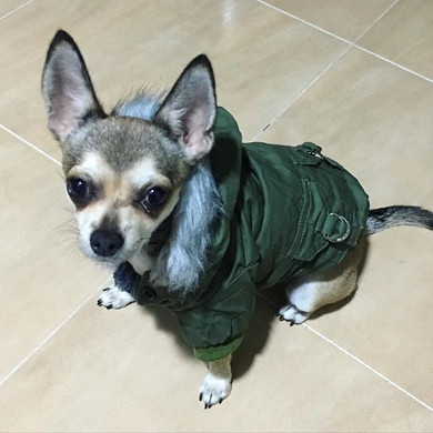 Dog Hoodie Dog Coats - Dog Winter Jacket Great Dog Gifts