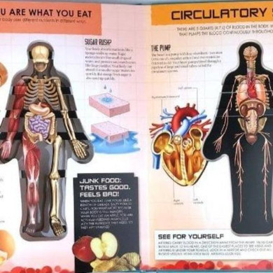 Anatomy of The Human Body 3D Picture Book