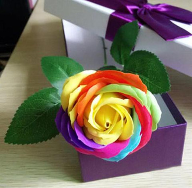 100 RARE RAINBOW ROSE FLOWER SEEDS WITH GIFT 100 RARE RAINBOW ROSE FLOWER SEEDS WITH GIFT