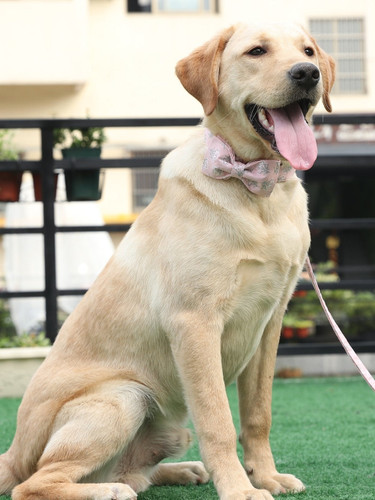 Pretty In Pink Matching Leash & Collar