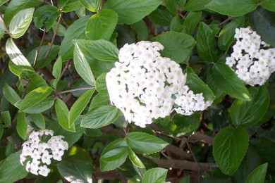Burkwood Viburnum - Fragrant White Flowers 2yr 12-18" Tall Bare Root