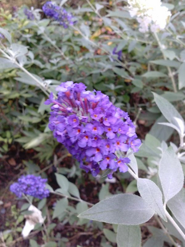 Griffin Blue Butterfly Bush - buddleia davidii  4" Pot Starter Plant