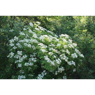 5 Elderberry tree - Sambucus - Bare Root  2-3 FT