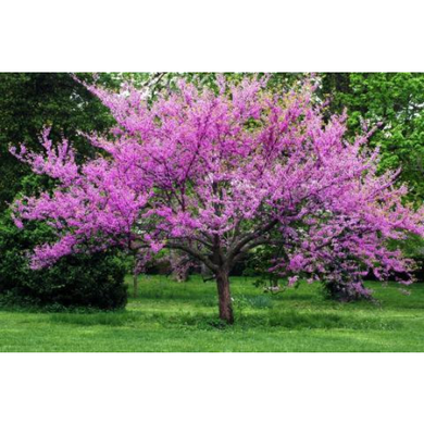 Eastern Redbud Tree Seedling 3-4 ft Bare Root - Cercis Canadensis