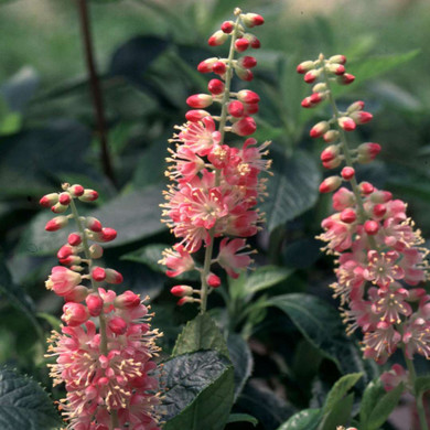 Ruby Spice Summersweet (Clethra alnifolia 'Ruby Spice') Starter Plant 4" Pot
