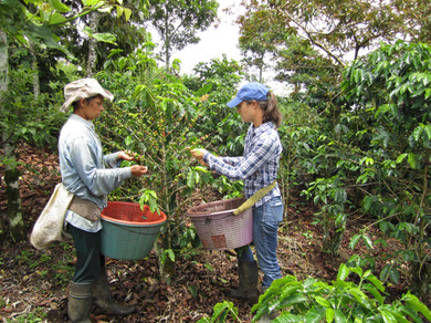 Panama Lamastus Estate Elida ASD Geisha Natural - 95 Points
