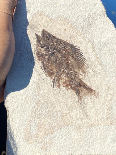 Fossil Fish for sale (Cockerellites) - Wyoming