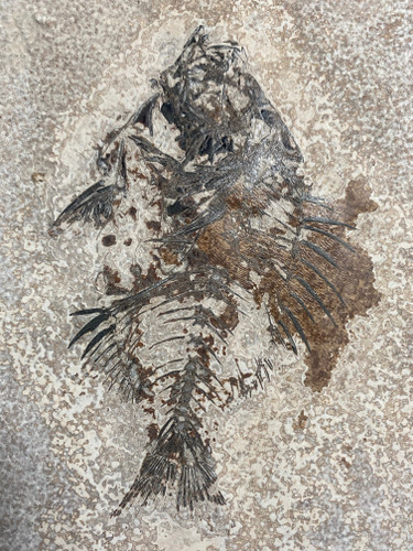Fossil Fish (Cockerellites) & Coprolite for Sale- Wyoming
