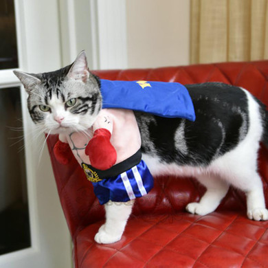 Funny Cat Costumes Boxer Cosplay Pet Apparel Halloween Clothes