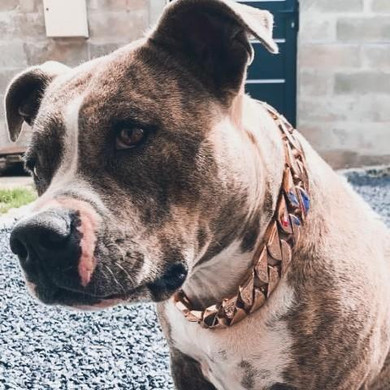 Rose Gold Cuban Link Dog Collar (30mm)