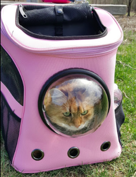 Cat Backpack for Larger Cats