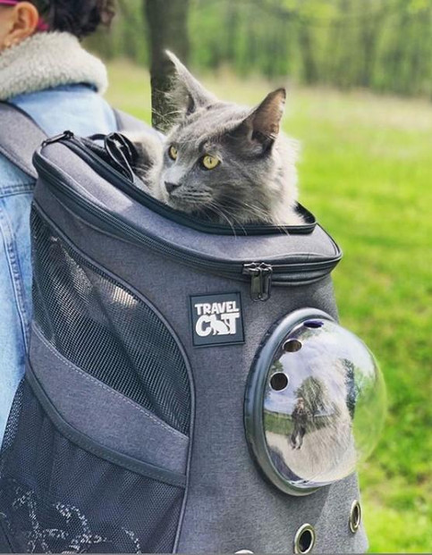 Cat Backpack for Larger Cats